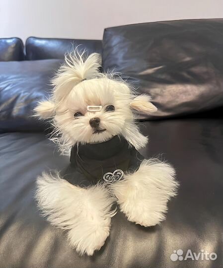 Мальтезе мини вязка