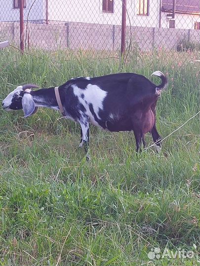 Англо нубийские козлята