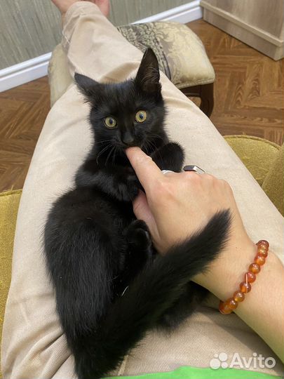 Котята в добрые руки даром