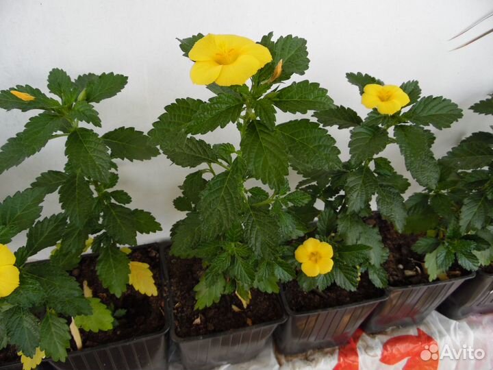 Дамиана Turnera ulmifolia