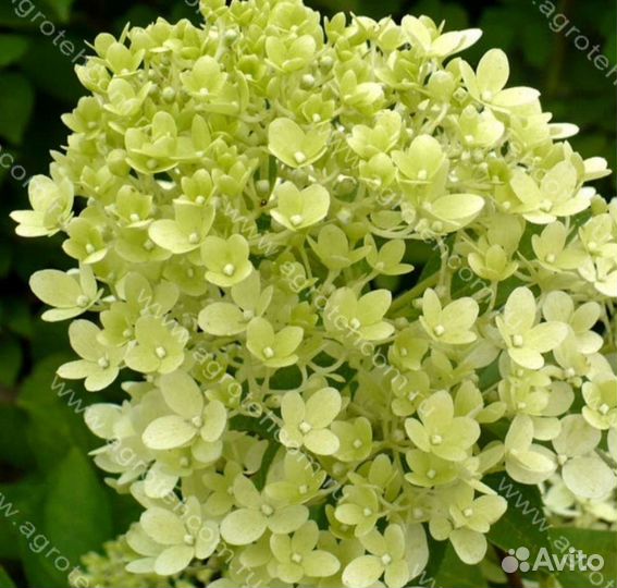 Гортензия Метельчатая Сандей Фрайз