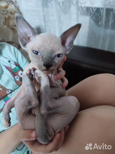 Канадский сфинкс