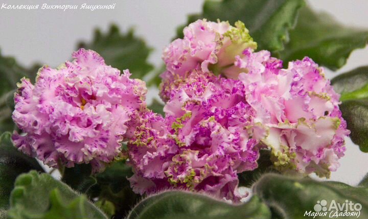 Фиалки сортовые