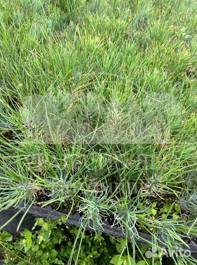 Сеянцы Сосны Горной Мугус с зкс