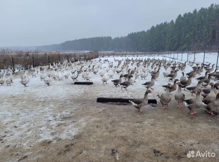 Гуси Линда на племя или на мясо