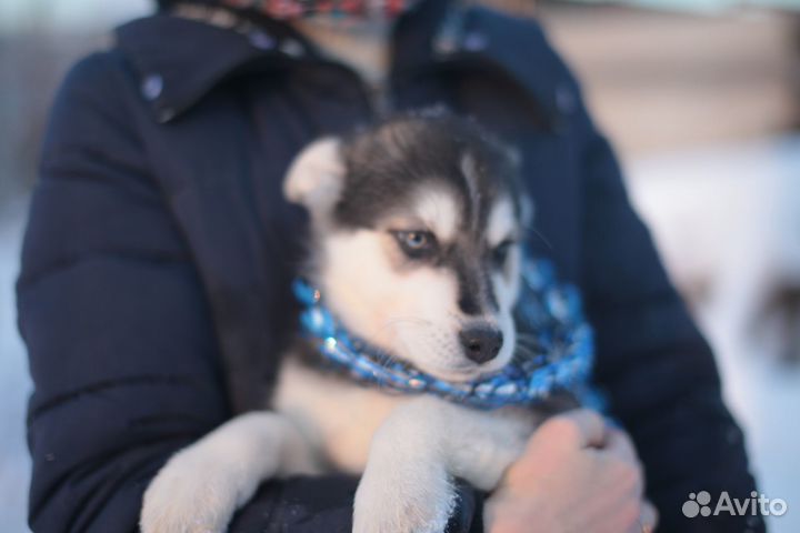Щенки метисы хаски