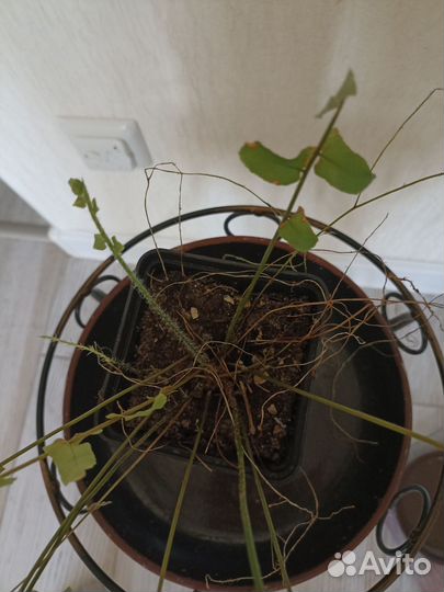 Папортник комнатный