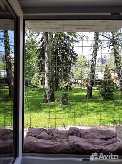 Передержка кошек