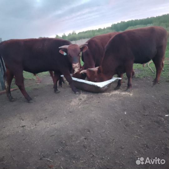 Продажа мяса говядина