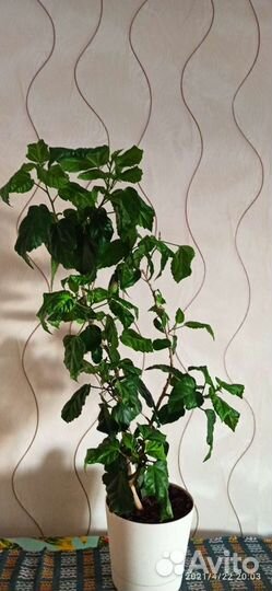 Гибискус красный махровый