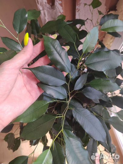 Фикус бенджамина красавец