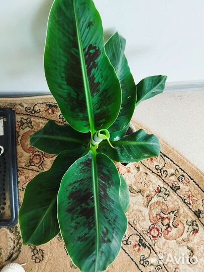 Банан растение