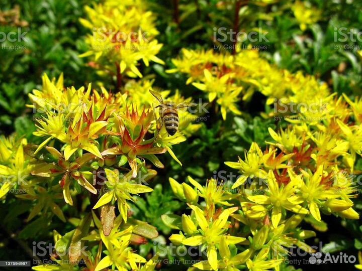 Многолетние цветы для сибири