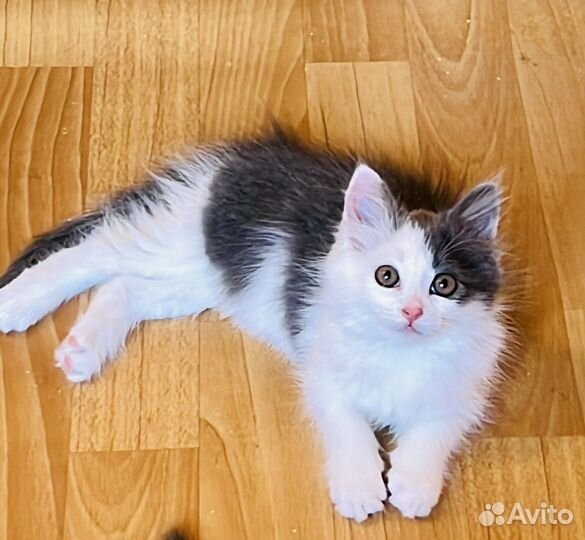 Пушистые котятки