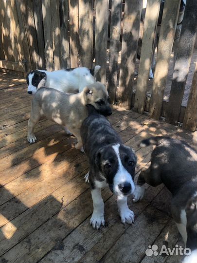 Щенки алабая