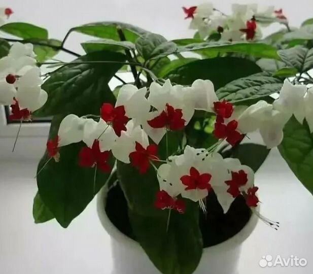 Клеродендрум Томпсон