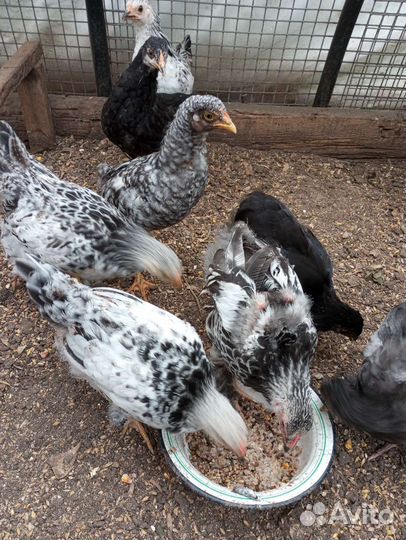 Цыплята и петушок брама