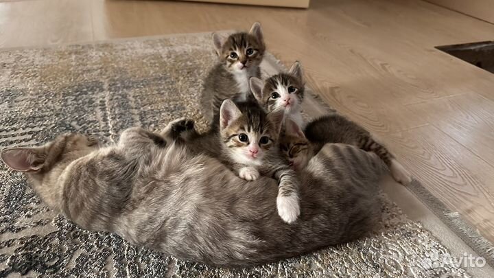 Котята в добрые руки даром