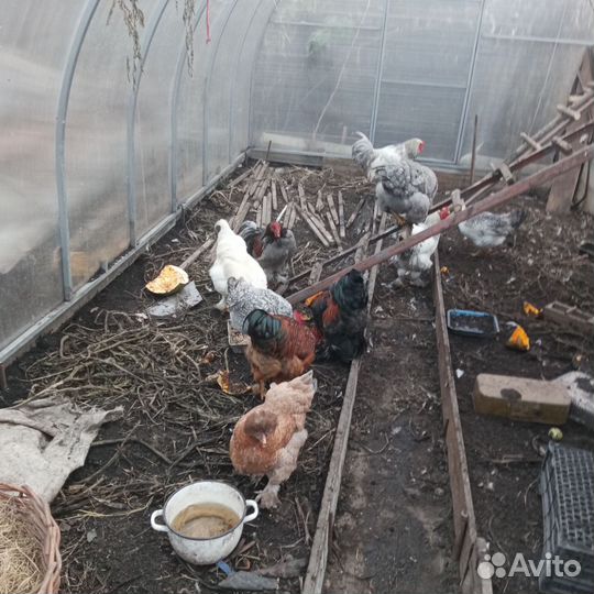 Петухи домашние на племя