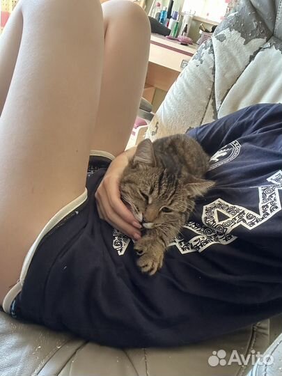 Очень ищем добрые руки