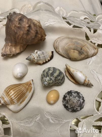 Морские ракушки