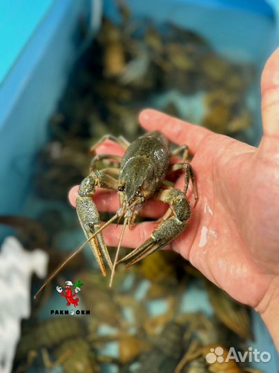 Раки отборные