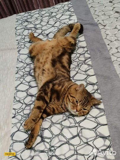 Шотландский кот вязка