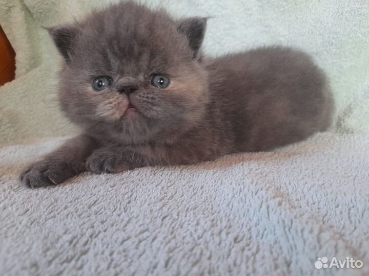 Экзотическая кошка