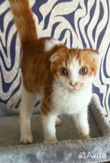 Котик в добрые руки