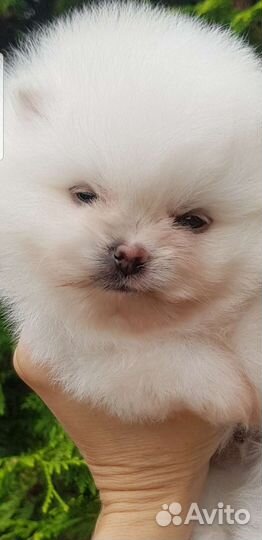 Померанский шпиц мини микро