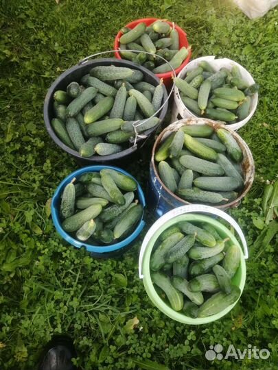 Огурцы свежие, с деревни,кабачки, набор для засола