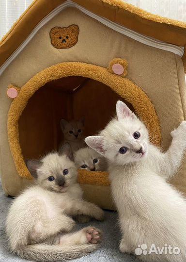 Кошки в добрые руки