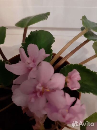 Фиалка в горшках