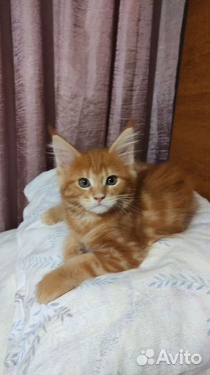 Котята мейн-кун