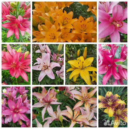 Цветы лилии