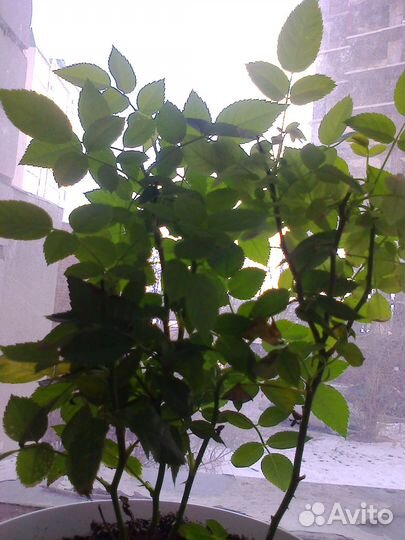 Роза Кордана