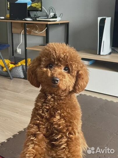 Профессиональные кинологи в Спб