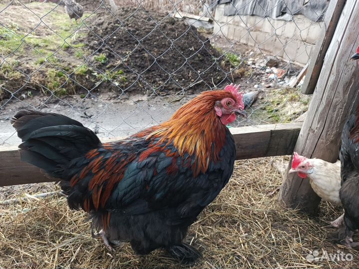 Петухи Маран черно-медный