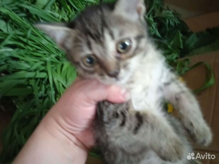 Котёнок девочка