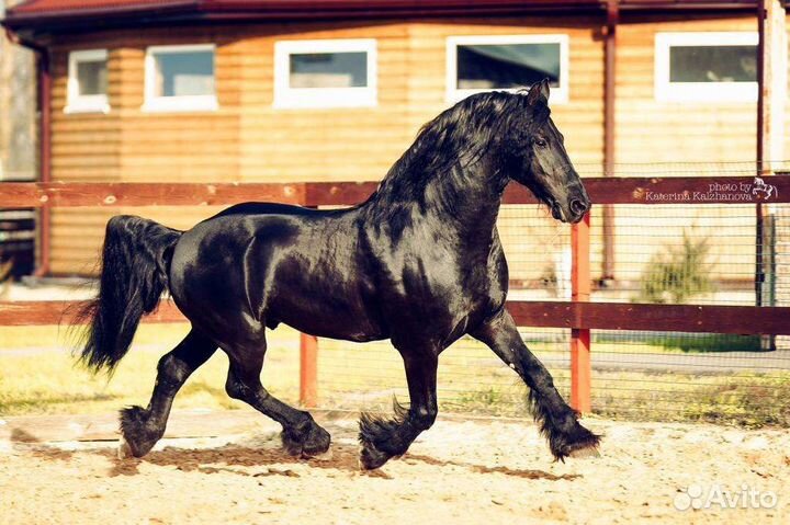 Фризский жеребец импорт Голландия