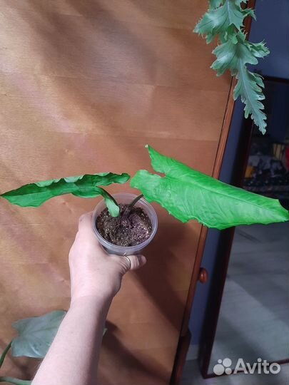 Сингониумы коллекционные