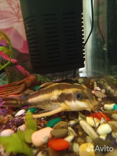 Сом платидорас