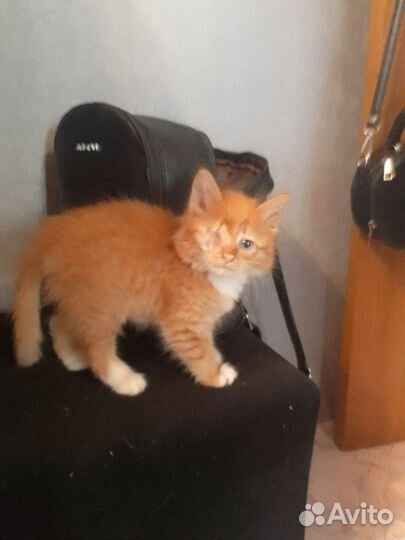 Рыжий котенок мальчик