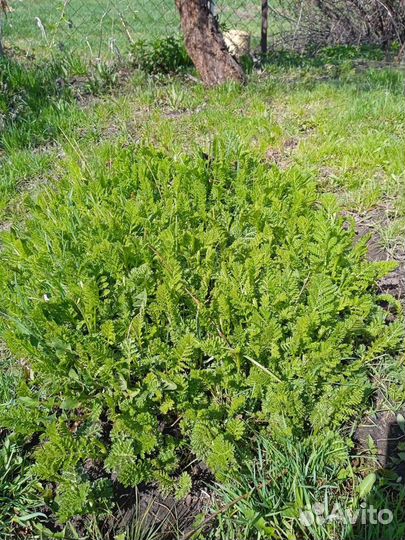 Пижма садовая