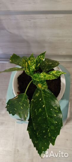 Аукуба японская