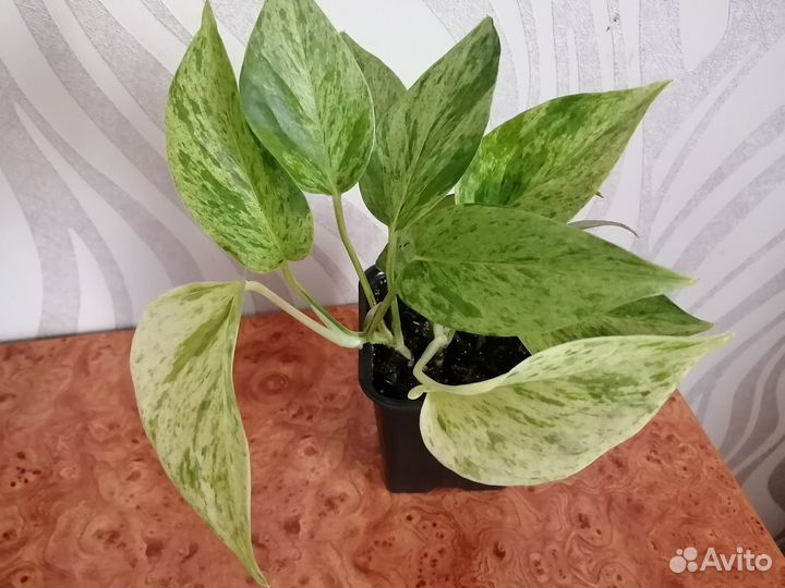 Сциндапсус марбл квин