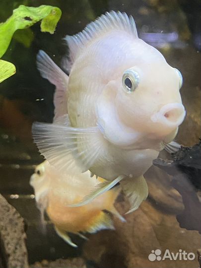 Платиновые попугаи и мальки еллоу