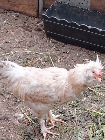 Петух сибирская мохноножка