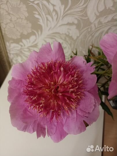 Пионы, гортензии и другие цветы