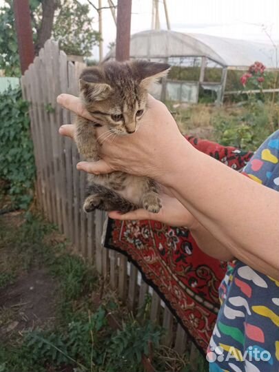 Кошки в добрые руки бесплатно